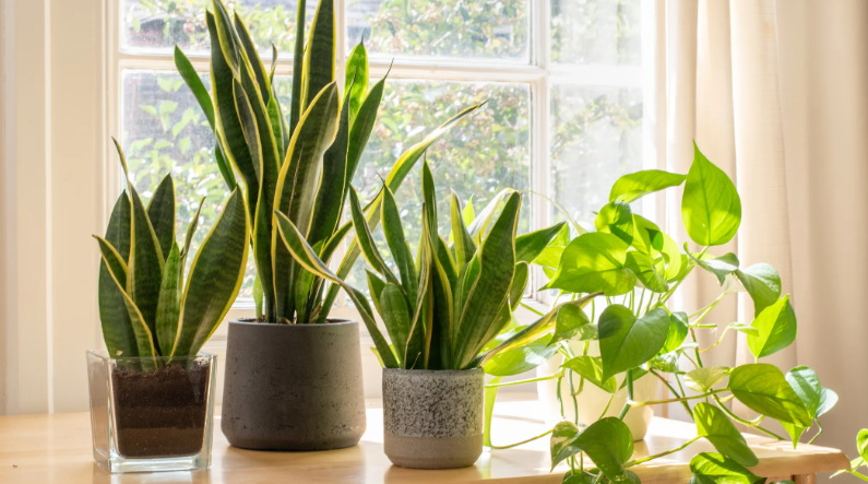 Plantas de interior